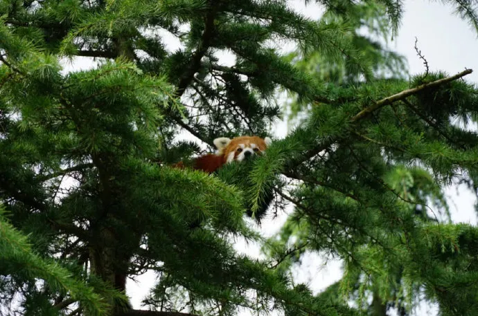 Red panda showing its adaptations for survival, including its false thumb gripping bamboo and reddish-brown fur blending with the forest